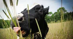 The New Green Has A Face