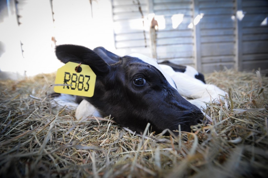 FarmSanctuary2011_07