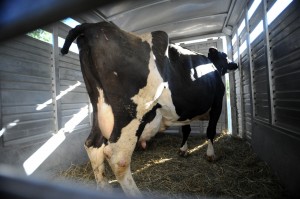 FarmSanctuary2011_09