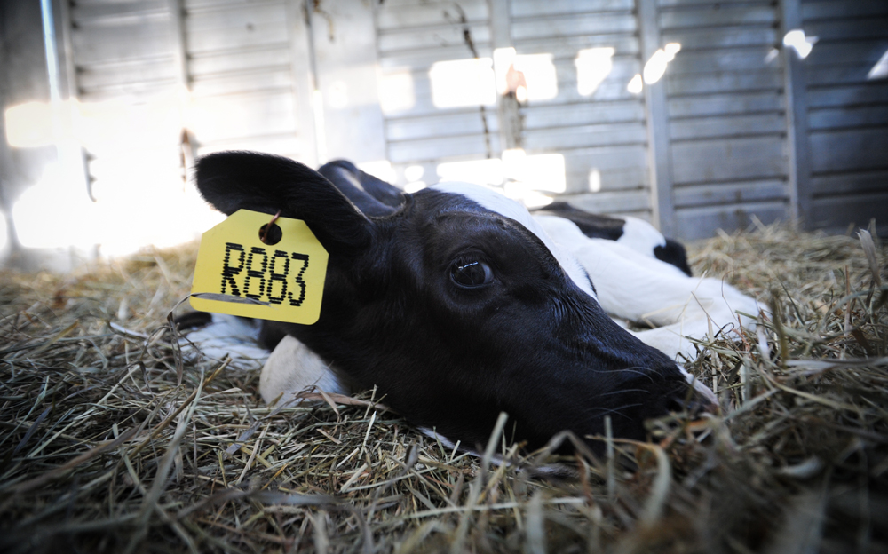 15-TheGhostsInOurMachine_JMcArthur-3317