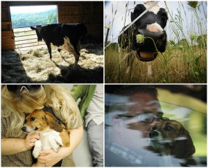 Sonny, Fanny, Abbey collage